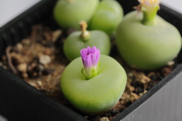 进口多肉 肉锥花 翠光玉 conophytum subfenestratum 1cm