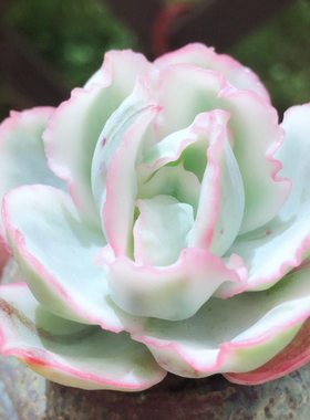 多肉植物韩国进口多肉叶片「伯克利锦」贵货正版叶插