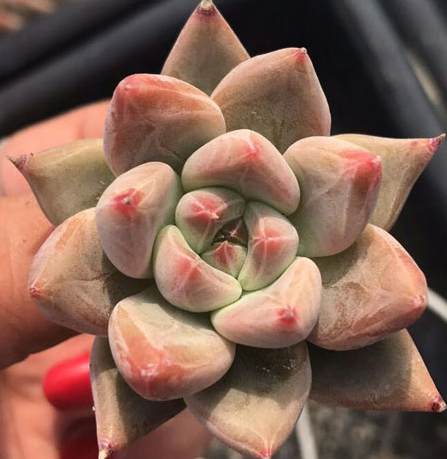 多肉植物欧美韩国进口多肉叶片「圣徒」贵货正版叶插苗满包邮