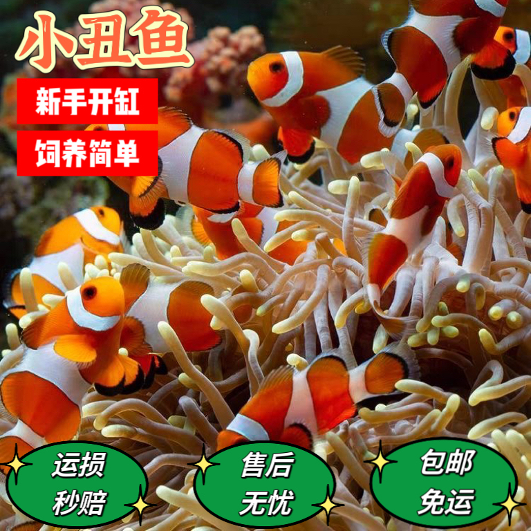 一条也包邮新手闯缸饲养简单