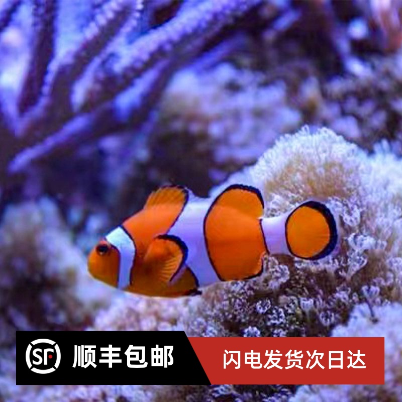 海水活鱼水族观赏鱼人工公子小丑鱼尼莫nemo毕加索奥黑黑背心包邮