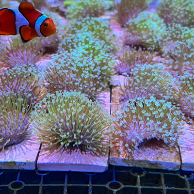 荧光绿密须皮革LPS软体珊瑚海水缸生物人工繁殖新手入门闯缸包邮