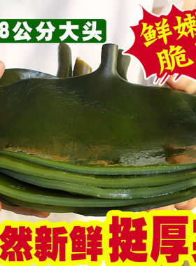 五斤出口级荣成新鲜非干货海带