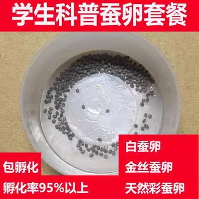 蚕卵套装蚕宝宝金丝蚕卵送桑叶