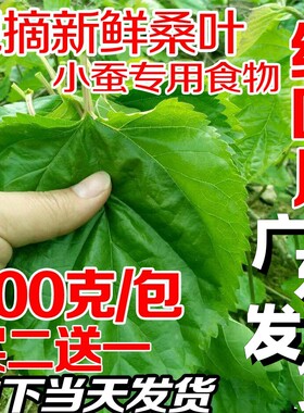 新鲜桑叶蚕宝宝食物特嫩农家桑叶新鲜1斤叶大肉厚桑树苗盆栽包邮