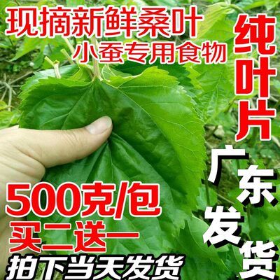 新鲜桑叶蚕宝宝食物1斤广东发货
