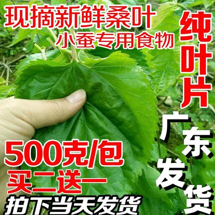 新鲜桑叶蚕宝宝食物特嫩农家桑叶新鲜1斤叶大肉厚桑树苗盆栽包邮