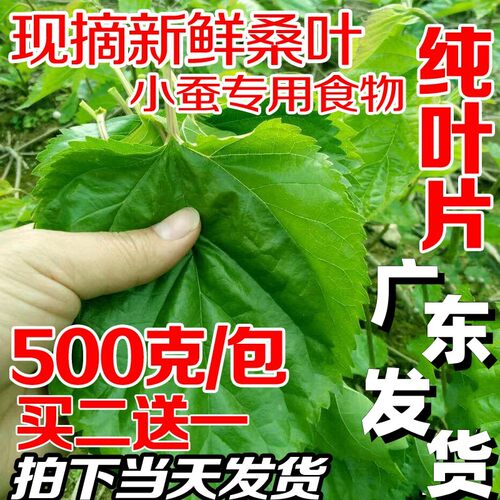 新鲜桑叶蚕宝宝食物1斤广东发货