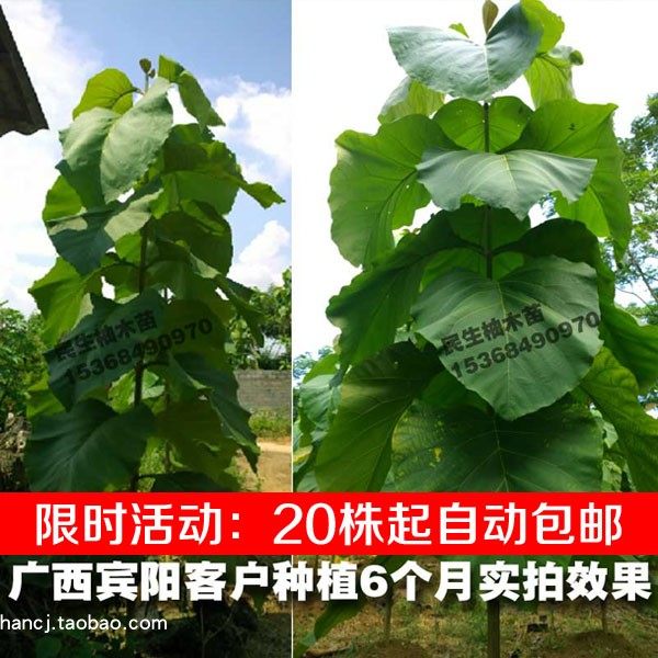 速生柚木苗 柚木树苗 缅甸珍稀珍贵名贵树苗木 木经济林专用苗