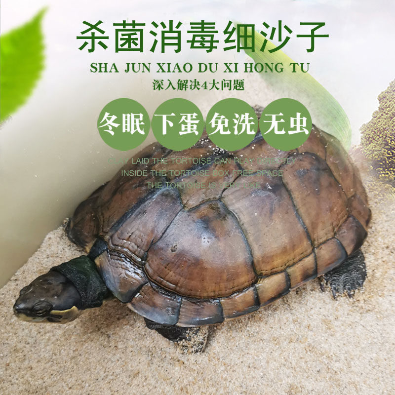 养乌龟的冬眠产蛋沙土下蛋免洗干小猫排便专用鱼缸龟蛋孵化细沙子