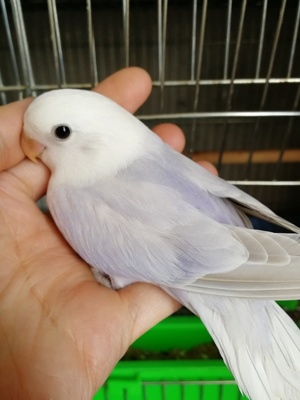 鹦鹉幼仔手养合法牡丹雏鸟活体