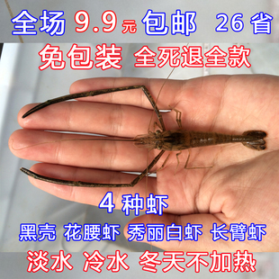 草虾大眼贼虾水族宠物活体鱼缸清洁工具观赏虾淡水冷水中华长臂虾
