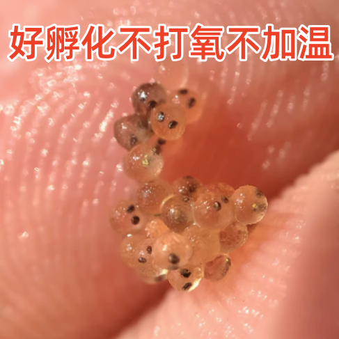 观背青鳉鱼卵150颗保底12品种图片
