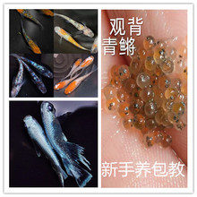 观背青鳉鱼卵套餐冷水观赏鱼籽迷你小鱼好养不打氧不加温淡水鱼苗