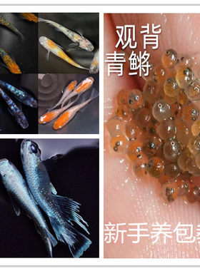 观背青鳉鱼卵套餐冷水观赏鱼籽迷你小鱼好养不打氧不加温淡水鱼苗