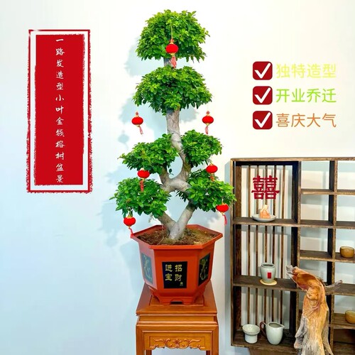 高度1米大8字造型金钱榕树一路发一路顺金钱榕客厅庭院书房门口