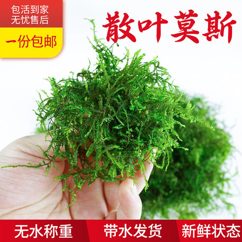 散装莫斯三角慕斯树定植网片杜鹃