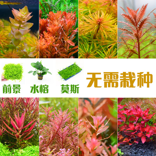 小鱼缸水草植物后景定植真草火山石造景蜈蚣草绿菊增氧净水质套餐
