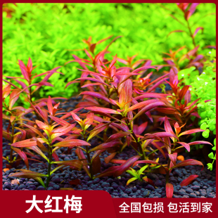 鱼缸造景中景后景淡水植物红色水草小红梅大红梅新手水草无需CO2