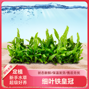 细叶铁皇冠鱼缸懒人真水草铁皇冠草中后景阴性鹿角铁坨草网片定植