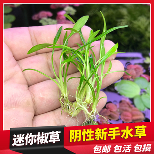 水族箱鱼缸造景淡水真水草阴性前景椒草迷你皱边绿温蒂椒新手懒人