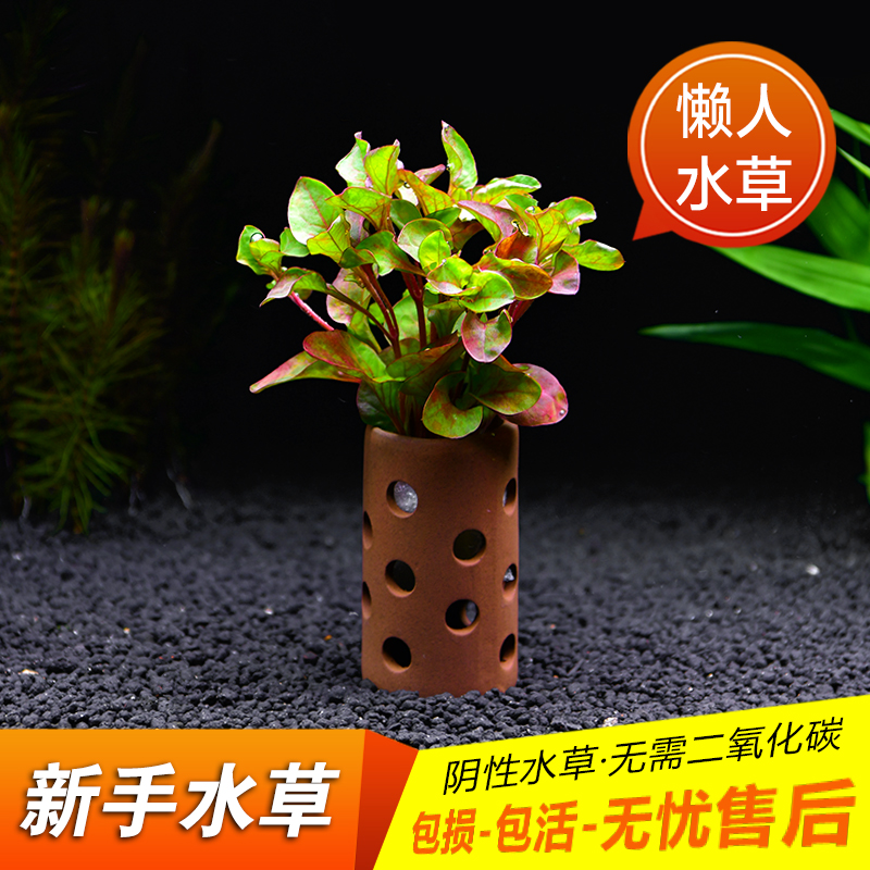 ベストコレクション 水草造花 水草造花 Nyosspixzvmd