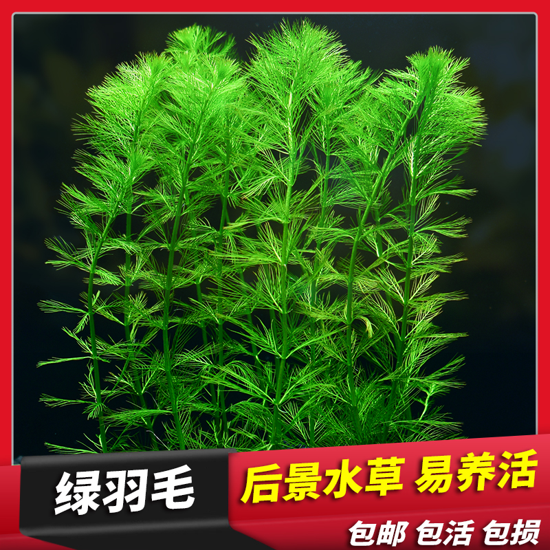 鱼缸造景阴性阴性水草植物羽毛草