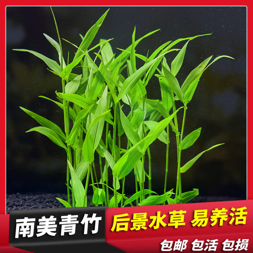 阴性鱼缸造景阴性南美玉竹栽种