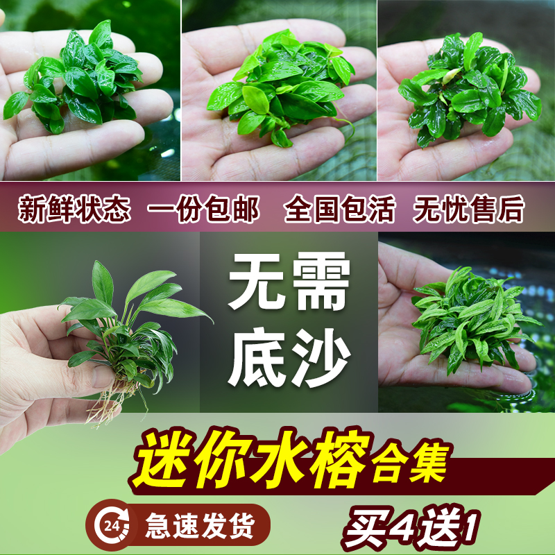 小鱼缸造景阴性辣椒榕绑沉木丹麦迷你小水榕水草懒人活体淡水植物 宠物/宠物食品及用品 水草 原图主图