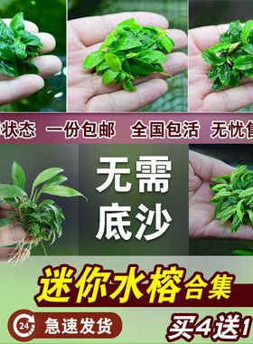 鱼缸造景装饰火山石水草阴性绑沉木水榕迷你懒人活体淡水植物