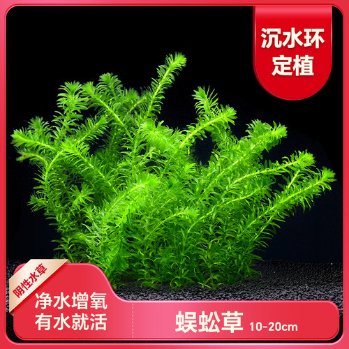 蜈蚣水草鱼缸造景活体真懒人阴性