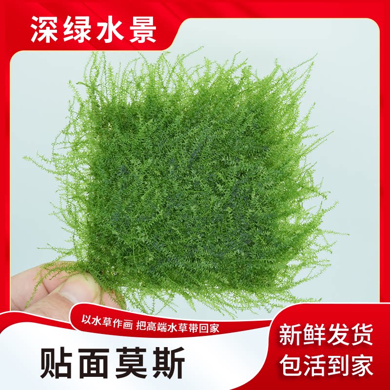 水草缸造景爪哇贴面趴地莫斯沉木莫丝增氧爬行淡水活体植物坪阴性