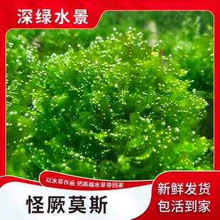 水草缸阴性真水草造景怪厥莫斯沉木莫丝养虾净水增氧冒泡淡水植物