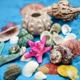 Натуральная раковина коралловый песок Средиземноморский морская вода для воды коробки рыба украшение аквариума океанская тема тема свадебной сцены сцены