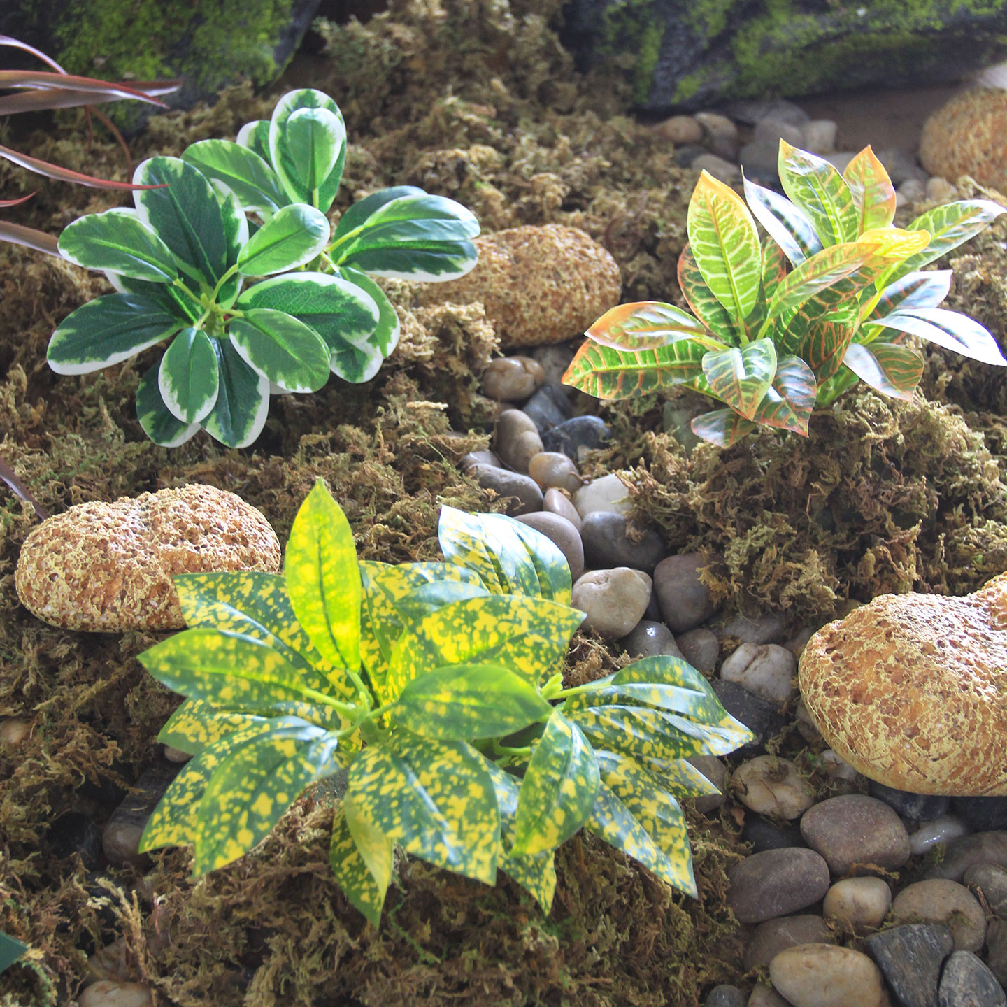超实惠，好看可爱的小型叶子植物