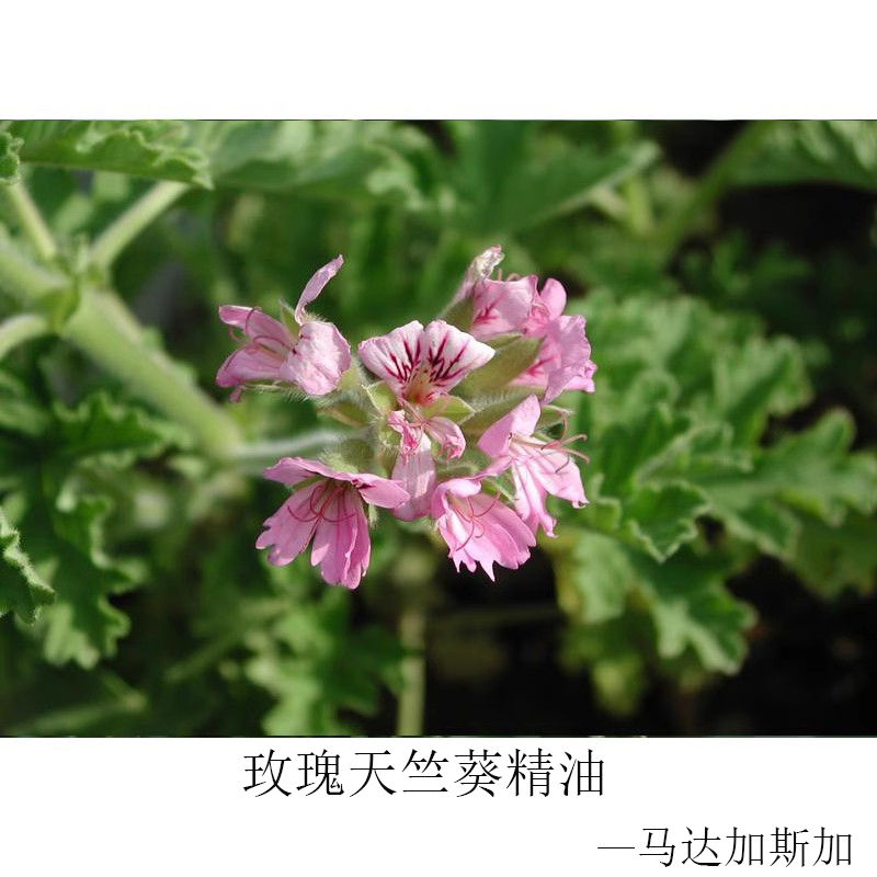 马达加斯加 玫瑰天竺葵单方精油 穷人的玫瑰 芳疗SPA身体按摩