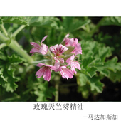 玫瑰 穷人 芳疗SPA身体按摩 玫瑰天竺葵单方精油 马达加斯加