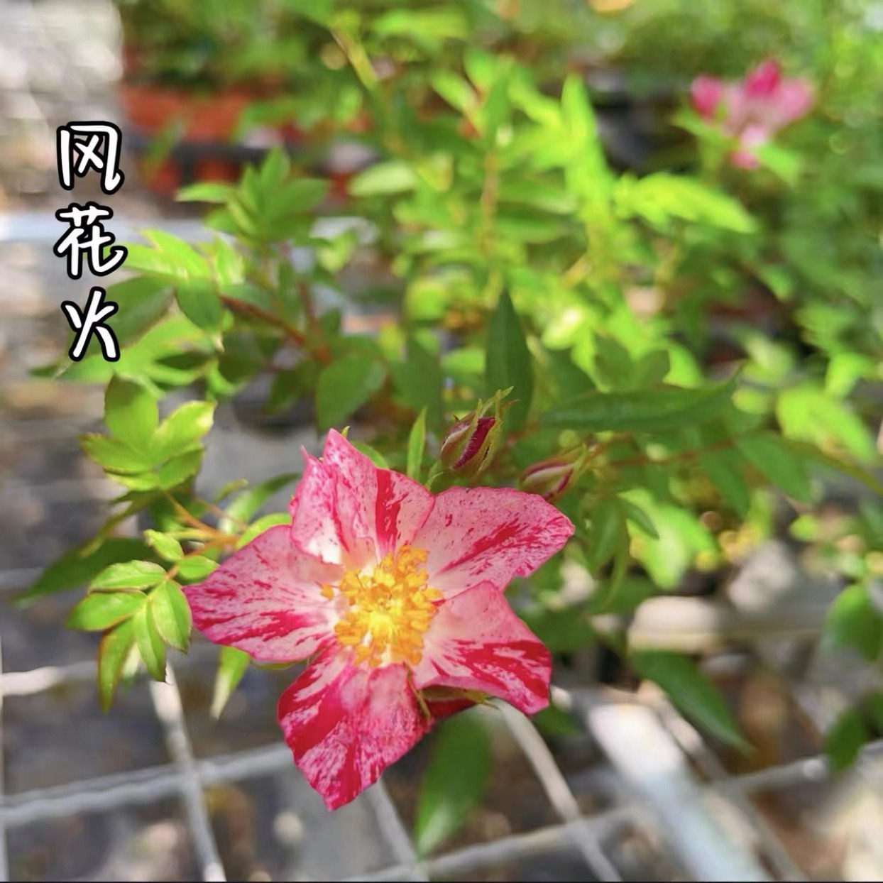 微月 风花火 月季花苗 多头勤花小藤本灌木单瓣条纹 庭院阳台盆栽