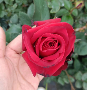 自由女神 月季花苗切花玫瑰红色大花高杯状直立耐开栽植庭院