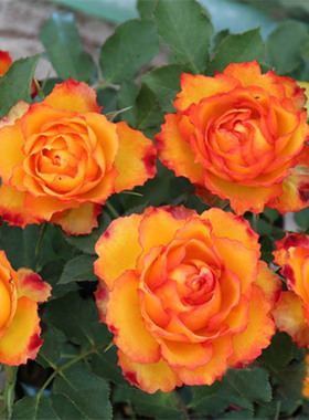 埃斯托里尔微月阳台火焰大花玫瑰月季花苗盆栽多季多头植物花期长