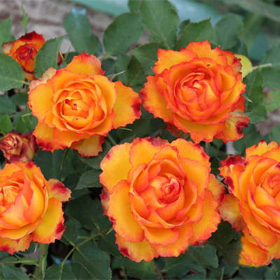 埃斯托里尔微月阳台火焰大花玫瑰月季花苗盆栽多季多头植物花期长