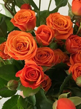 新品 橙色芭比 月季花苗 多头灌木勤花月季玫瑰庭院阳台盆栽花卉