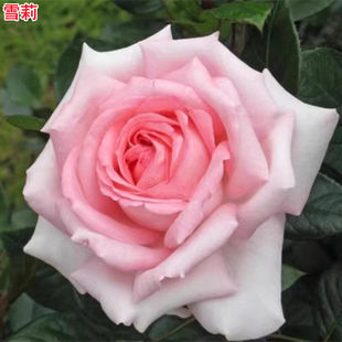 新品 雪莉 月季花苗 法国尼普大花浓香灌木切花月季 庭院阳台盆栽