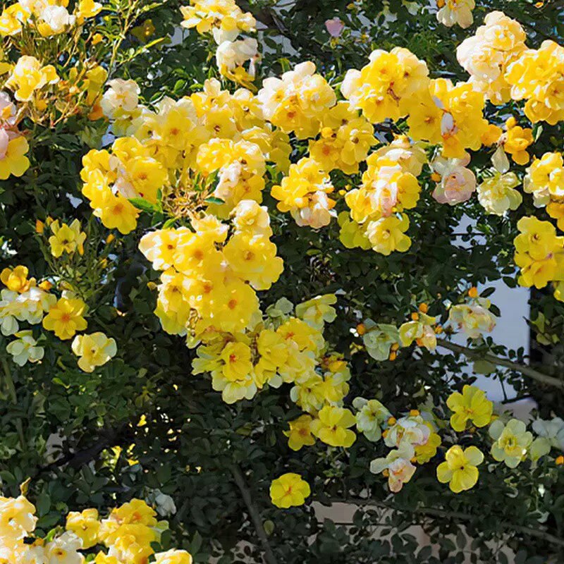 藤本 黄金时代 月季花苗 爬藤多花勤花灌木丰花庭院月季地栽