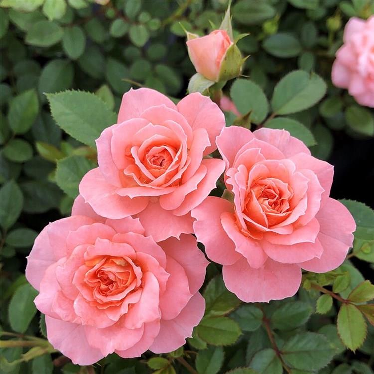 微月 三文鱼阳台 微型月季花苗灌木多头勤花月季 庭院阳台盆栽