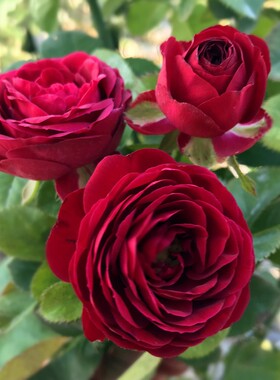 红色蕾丝 月季花苗多头灌木勤花深红色庭院阳台盆栽花卉玫瑰