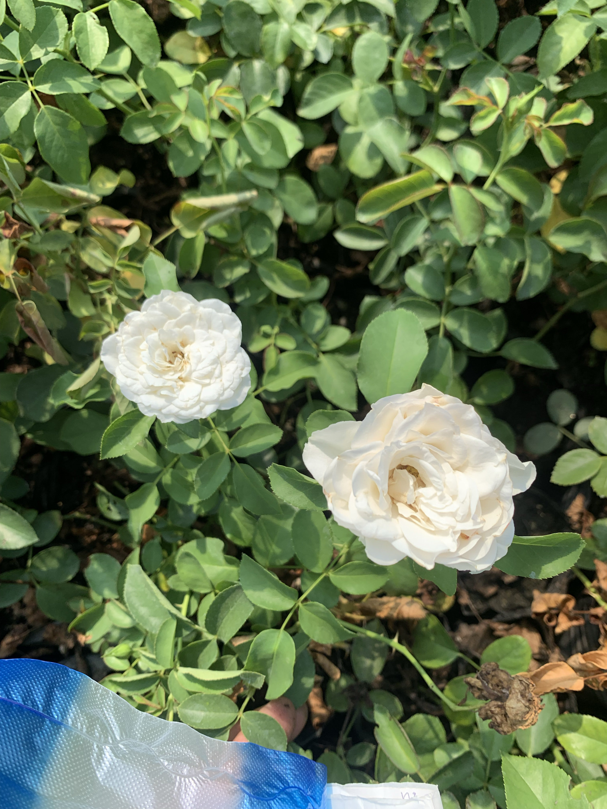 小白龙 爬藤月季花苗四季栽植庭院阳台盆栽勤花耐热耐寒