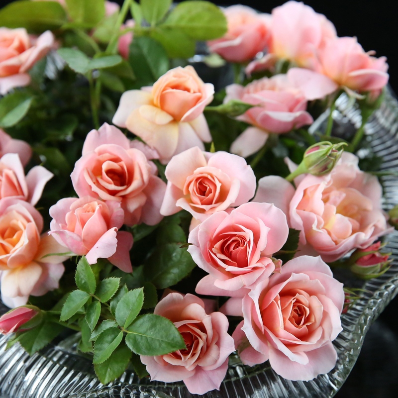 世霸/圣思法贝尔 月季花苗 大花灌木多头浓香玫瑰 阳台庭院盆栽