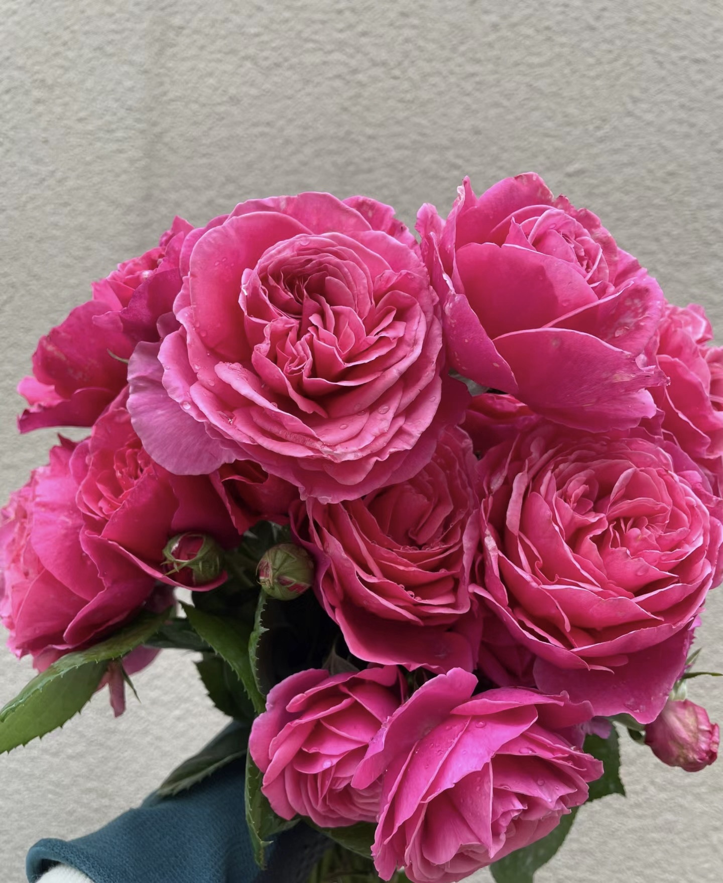 英格鲁/莉娜雷诺月季大花月季 灌木勤花浓香耐热耐寒抗病月季花苗