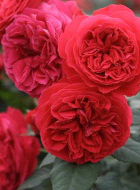 丹墨玫枝 我的玫瑰 日本木村卓功月季花苗正红色多头四季植物苗